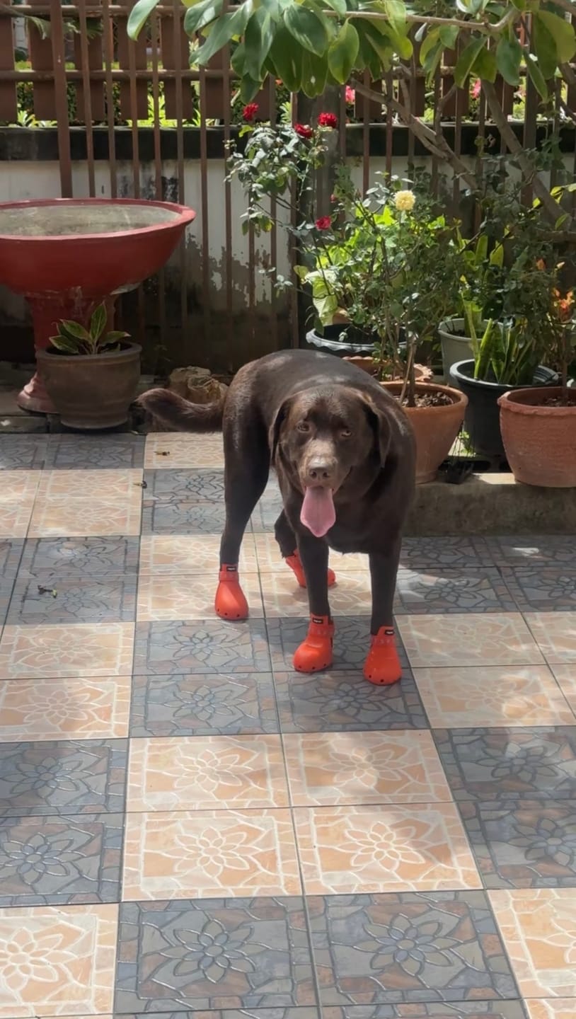 Customer photo review of WagWellies® Sport