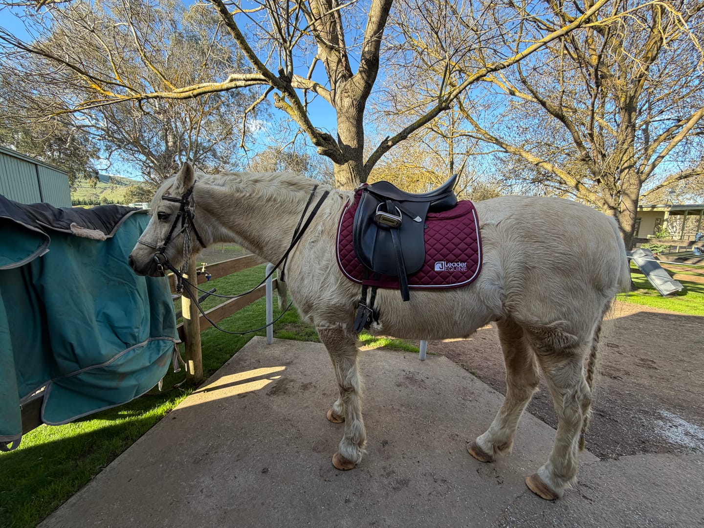 Customer photo review of LE Performance Dressage Saddle Pad with Shims