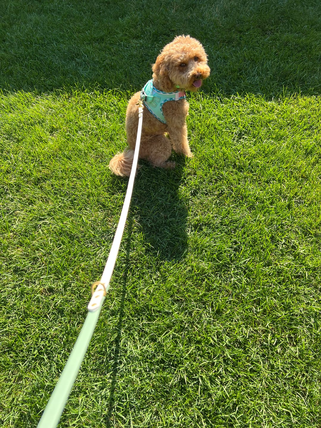 Customer photo review of Frost - Classic Biothane Dog Leash