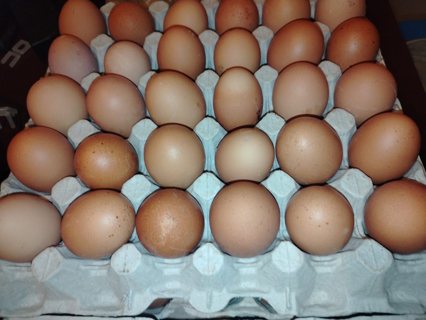 Customer photo review of Avi Layer & Breeder (Fertility, Egg Quality & Skeletal Support for All Birds)