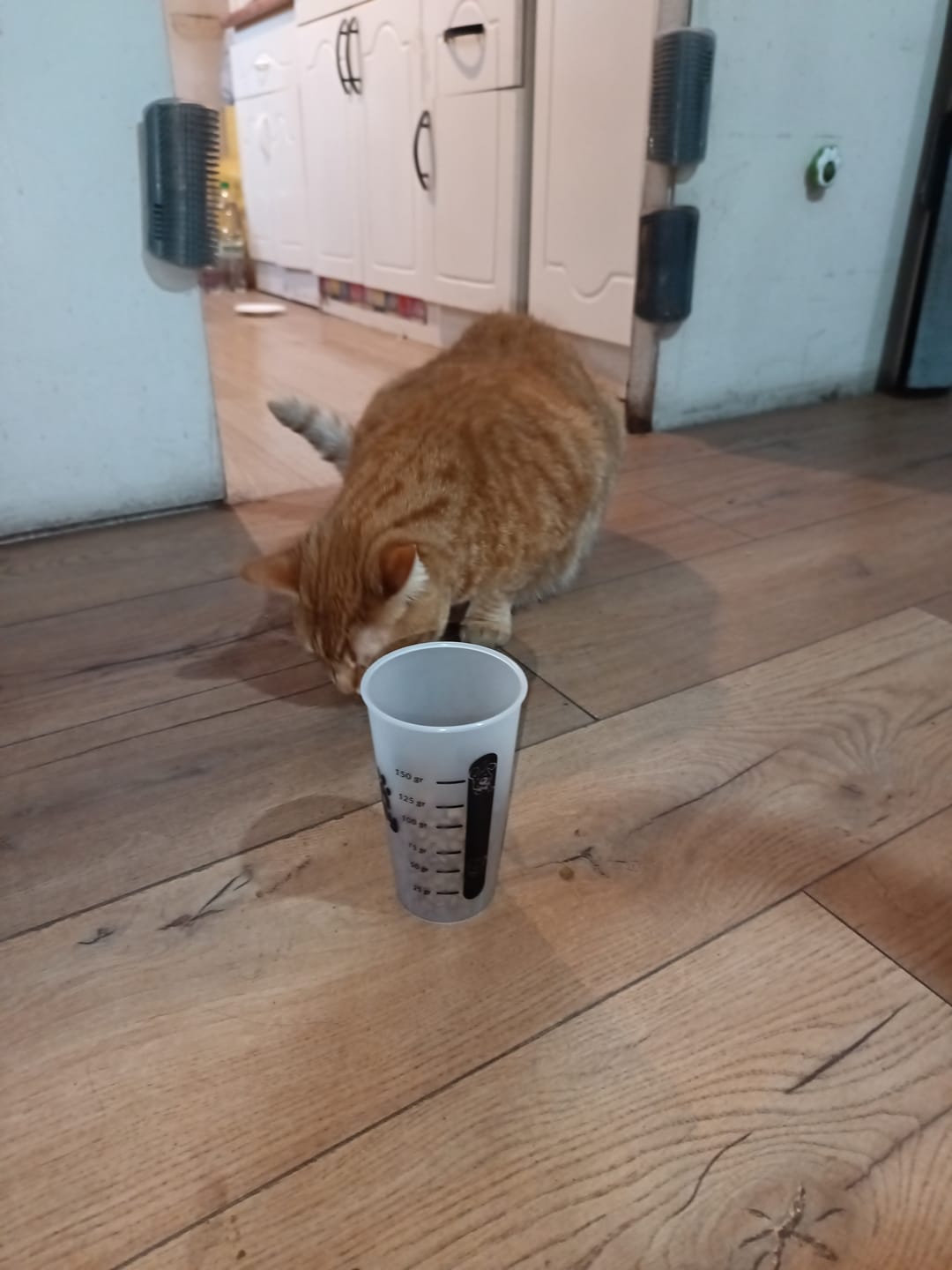Customer photo review of Vaso Medidor PetFamily