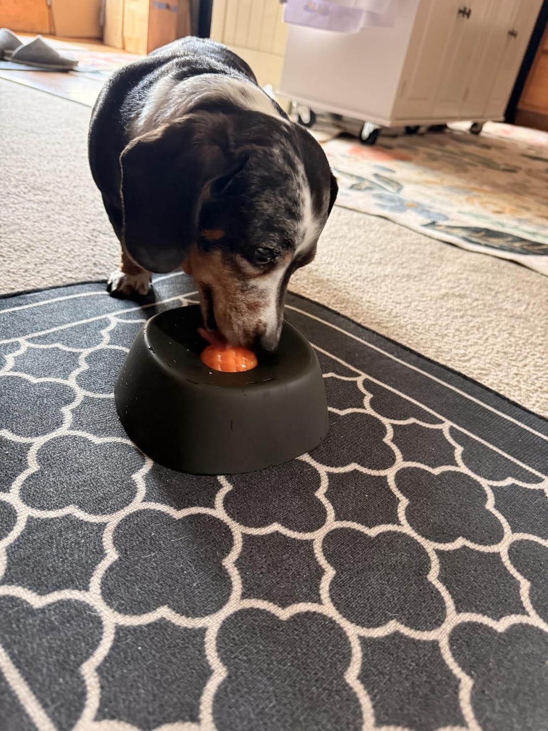 Customer photo review of Slow Feeder Dog Lick Bowl – No Spill & Non-Slip