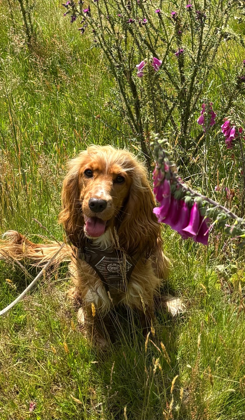 Customer photo review of Trail & Glow Tweed Dog Harness - Colour Drops - Heritage Plaid