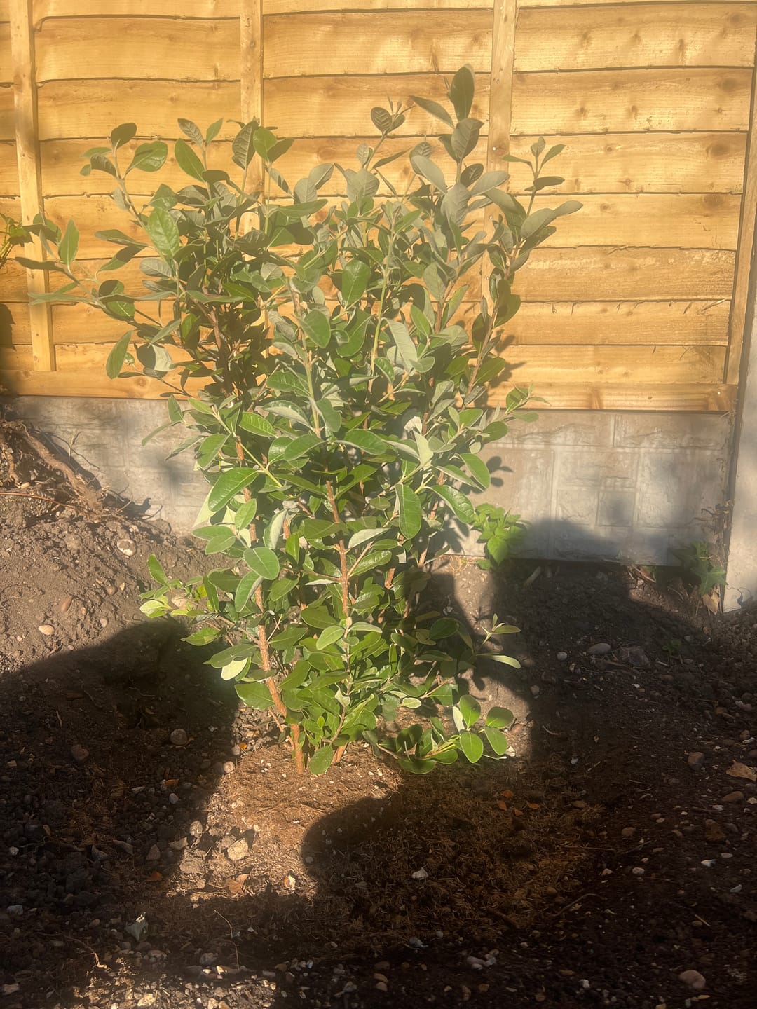 Customer photo review of Pineapple Guava - Feijoa Sellowiana 100-120cm 9L