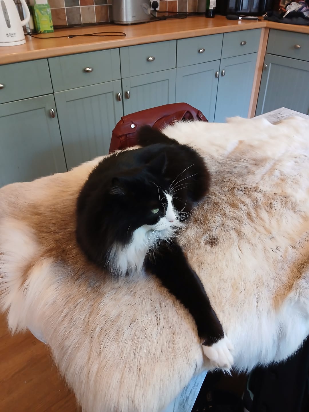 Customer photo review of XL Reindeer Fur Hide - Seconds