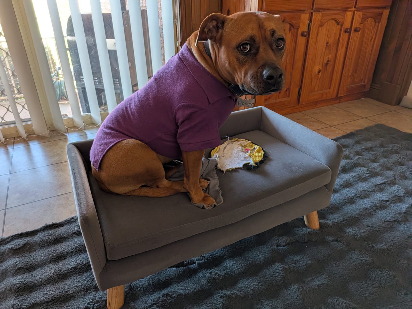 Customer photo review of Dog Sofa Bed Pet Lounge Couch