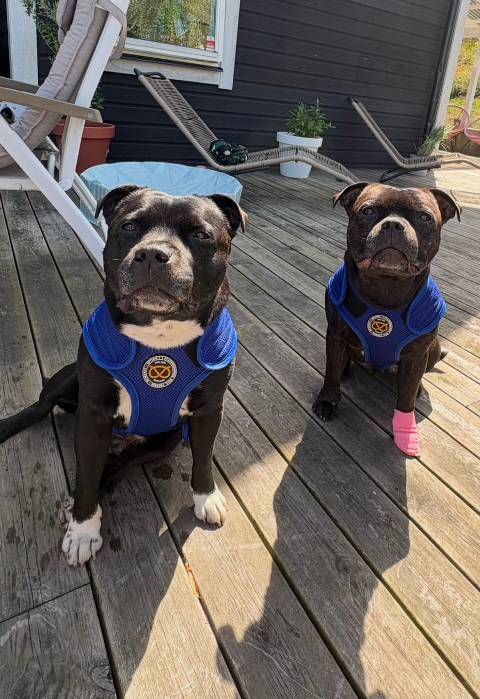 Customer photo review of Staffordshire Bull Terrier 1935® Cooling Vest - Blue