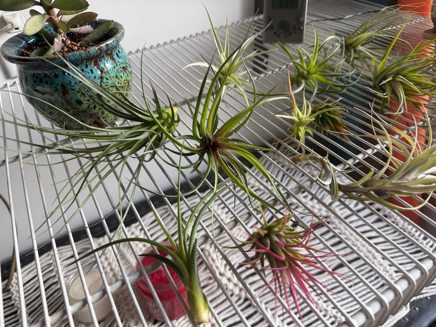 Customer photo review of Air Plant Mystery Box  Curated Tillandsia Collection  5 Tiers Available