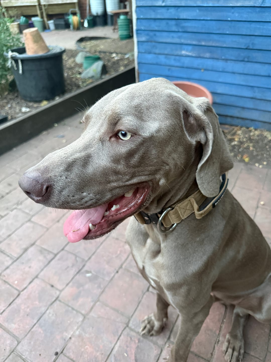 Customer photo review of 4cm Combat® Collar | With Handle & Secured Clip - Tan