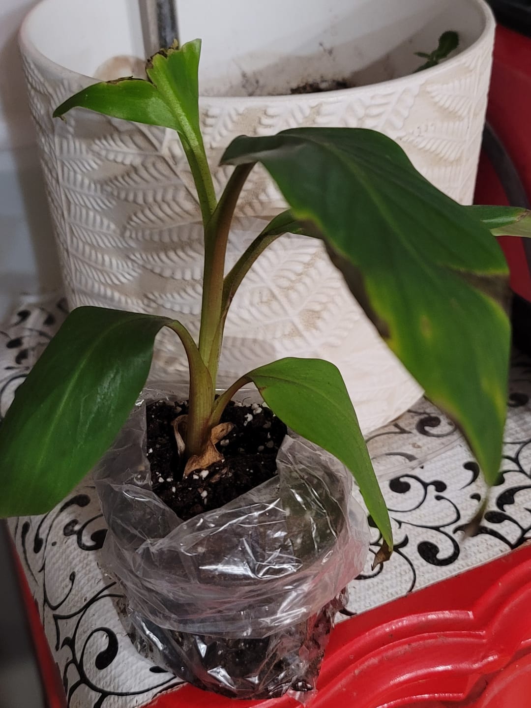 Customer photo review of Musa 'Red Dacca' Banana