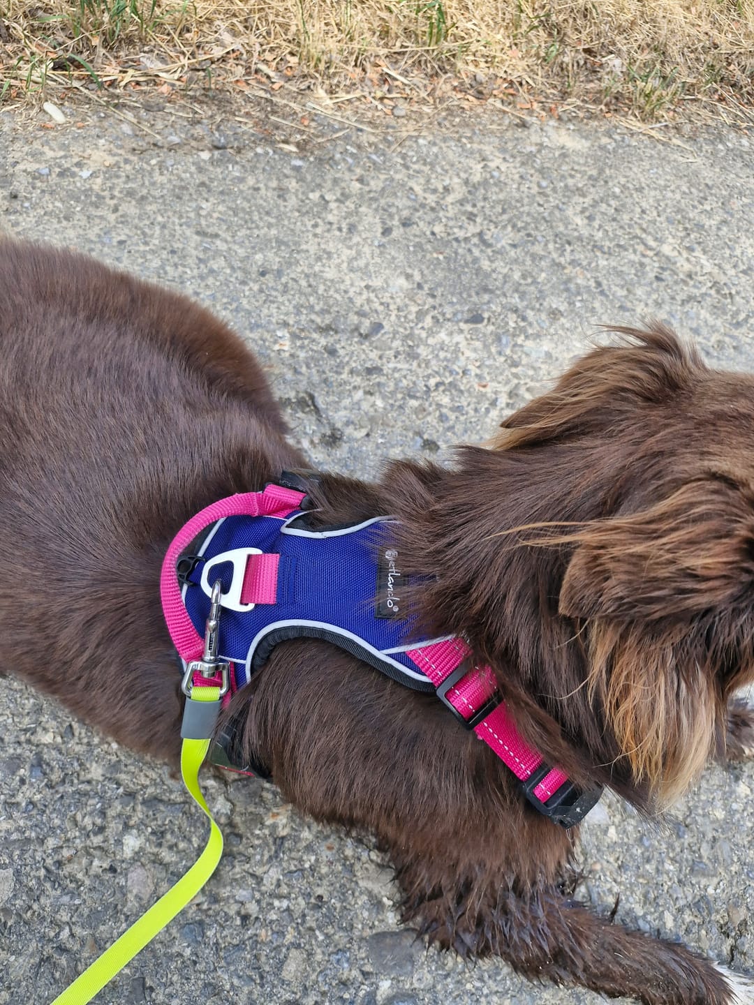 Customer photo review of Magnet-Geschirr für Hunde – sicher & bequem mit Easy-Entrance