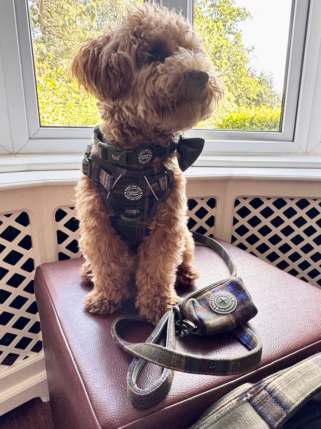 Customer photo review of Trail & Glow - Dog Harness Bundle Set - Colour Drops - Mayfair Tweed