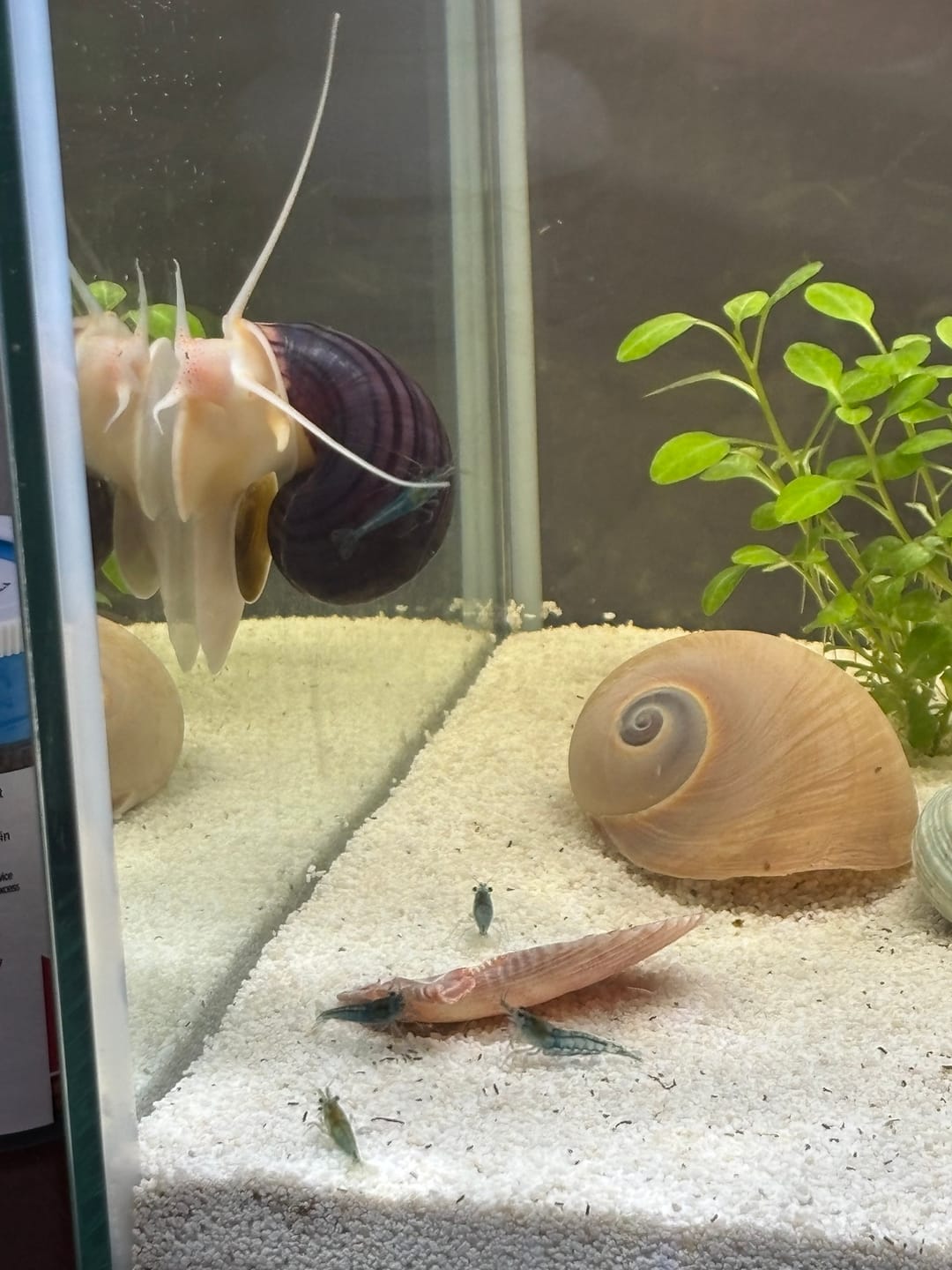 Customer photo review of Blue Velvet Shrimp