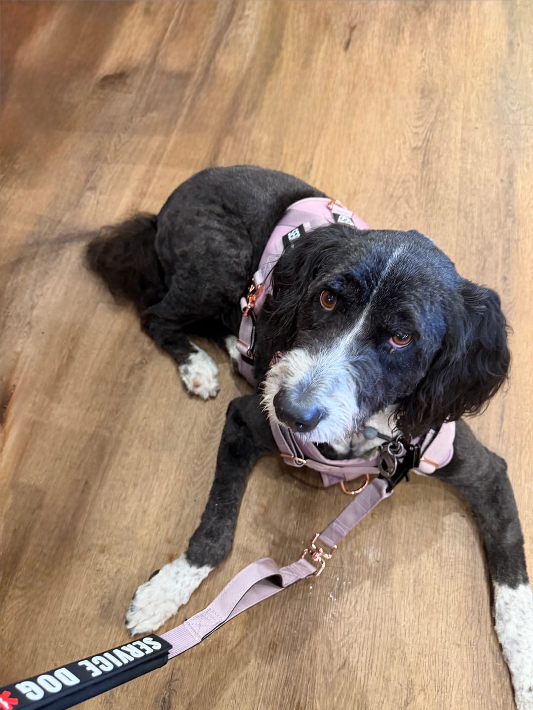 Customer photo review of HNTR 3.0 Dog Harness - Sofia