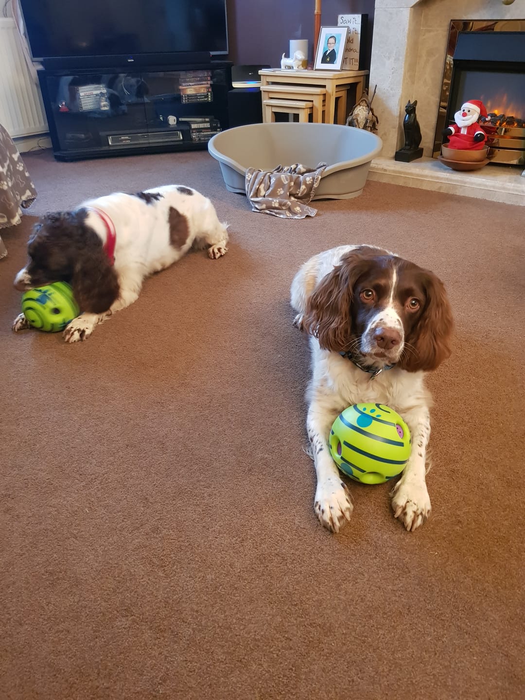 Customer photo review of Green Lipped Mussel Powder For Dogs