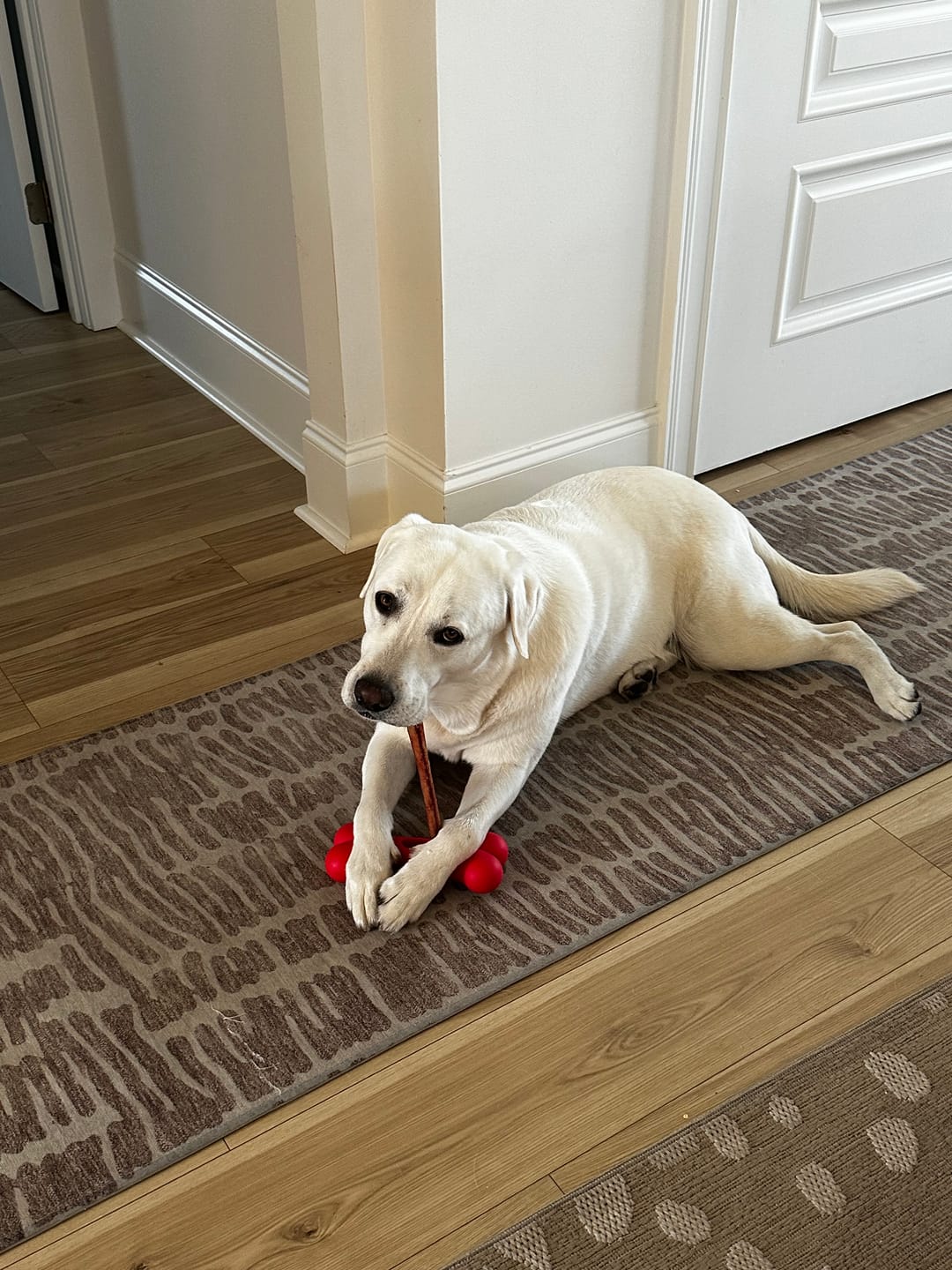Customer photo review of 12 Inch Standard Bully Stick