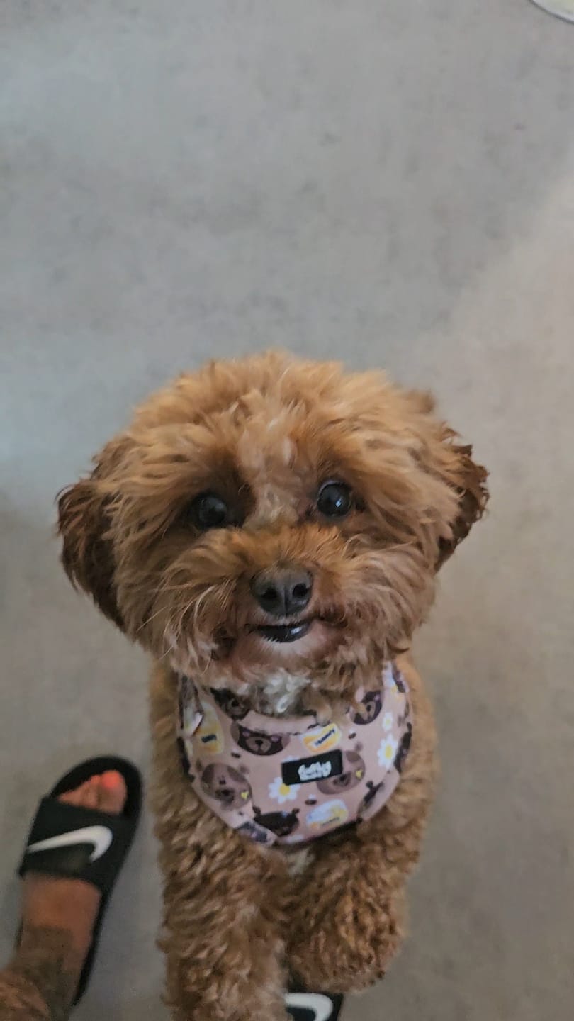 Customer photo review of Adjustable Dog Harness - Bear With Me, Hun!