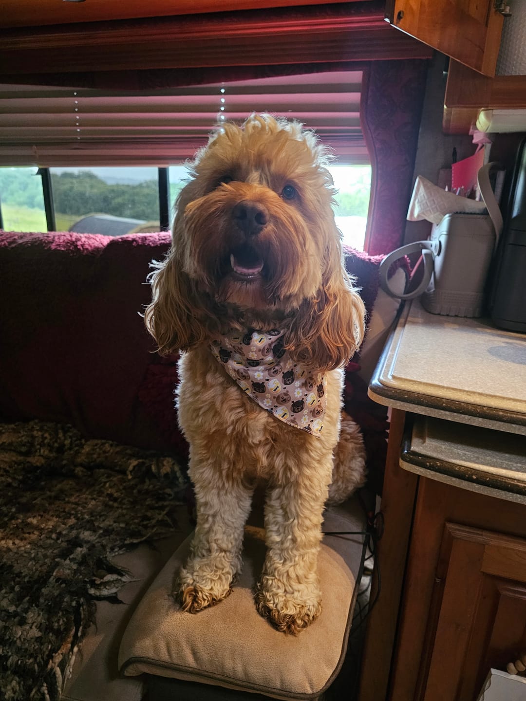 Customer photo review of Bandana Loop Through - Bear With Me Hun..