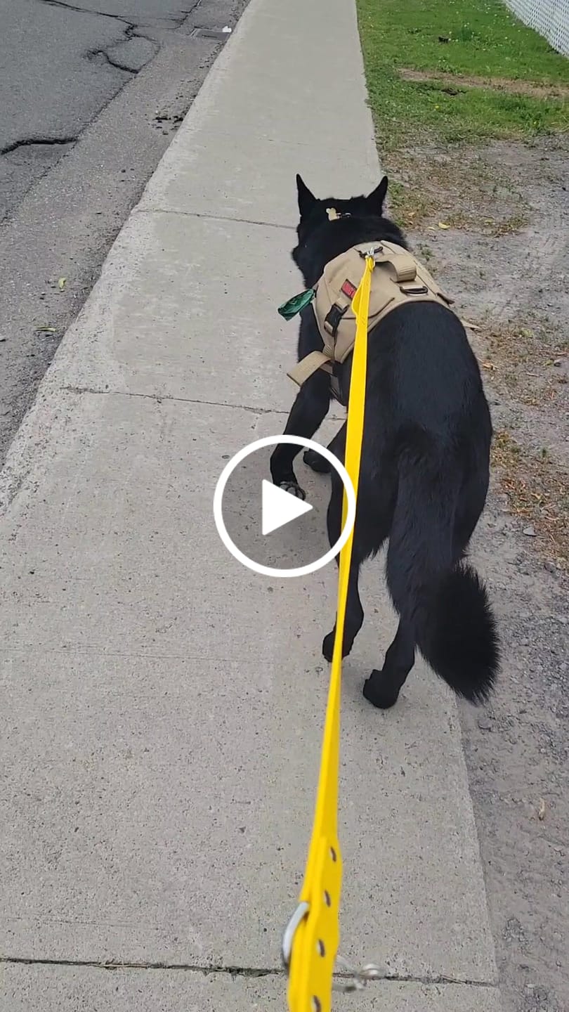 Customer video review of Hands-Free Leash Adapter