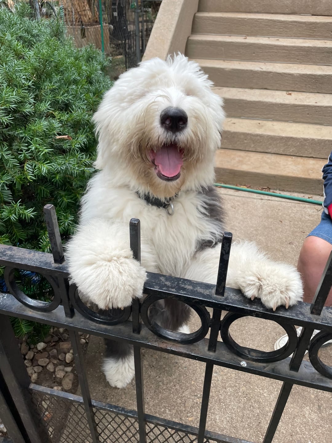 Customer photo review of New Zealand Grass-Fed Lamb & Vegetable Frozen Dog Food - 1.5lb (8 rolls/case)