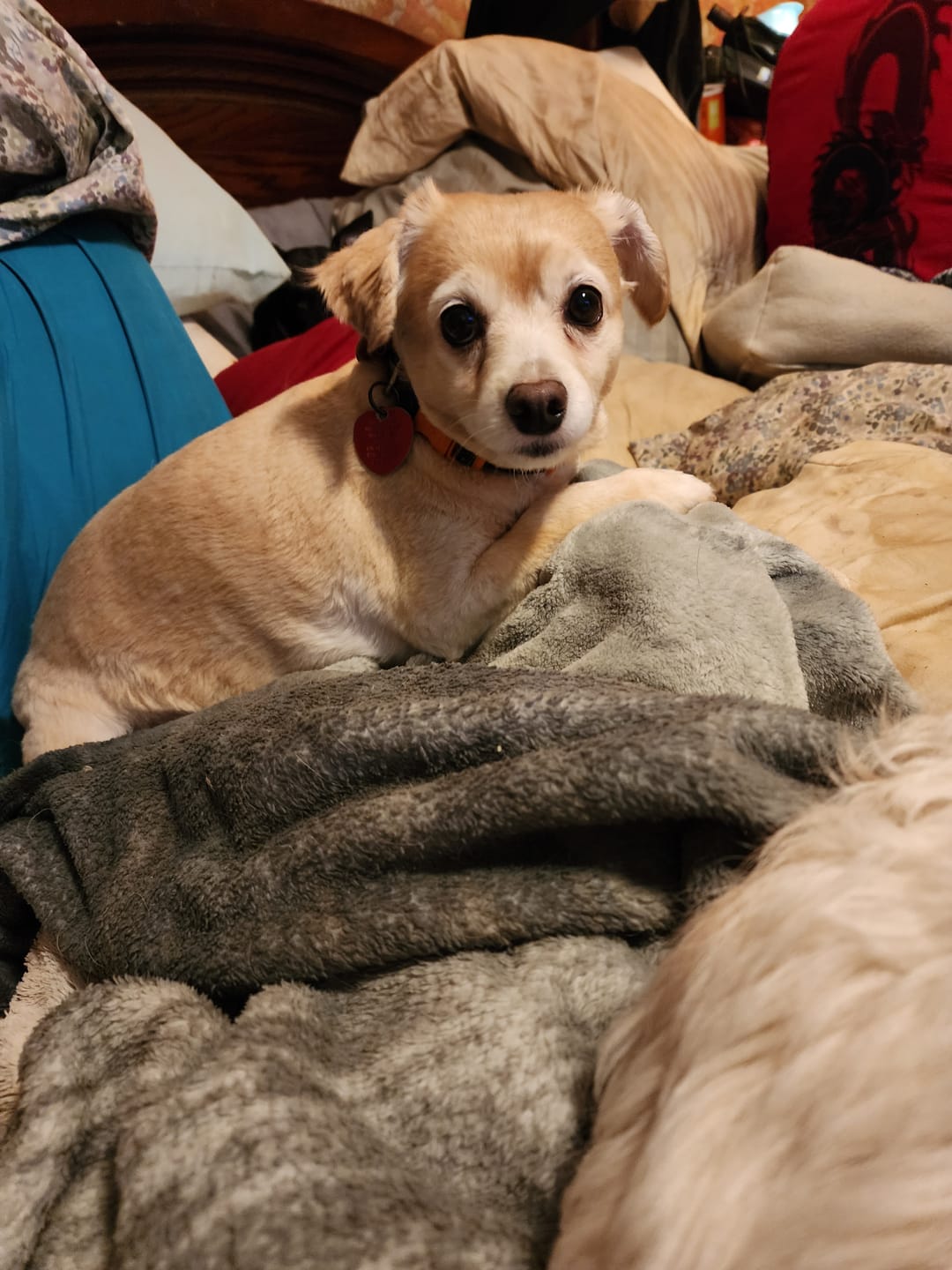 Customer photo review of Iron Paws Daily Human-Grade Superfood For Dogs