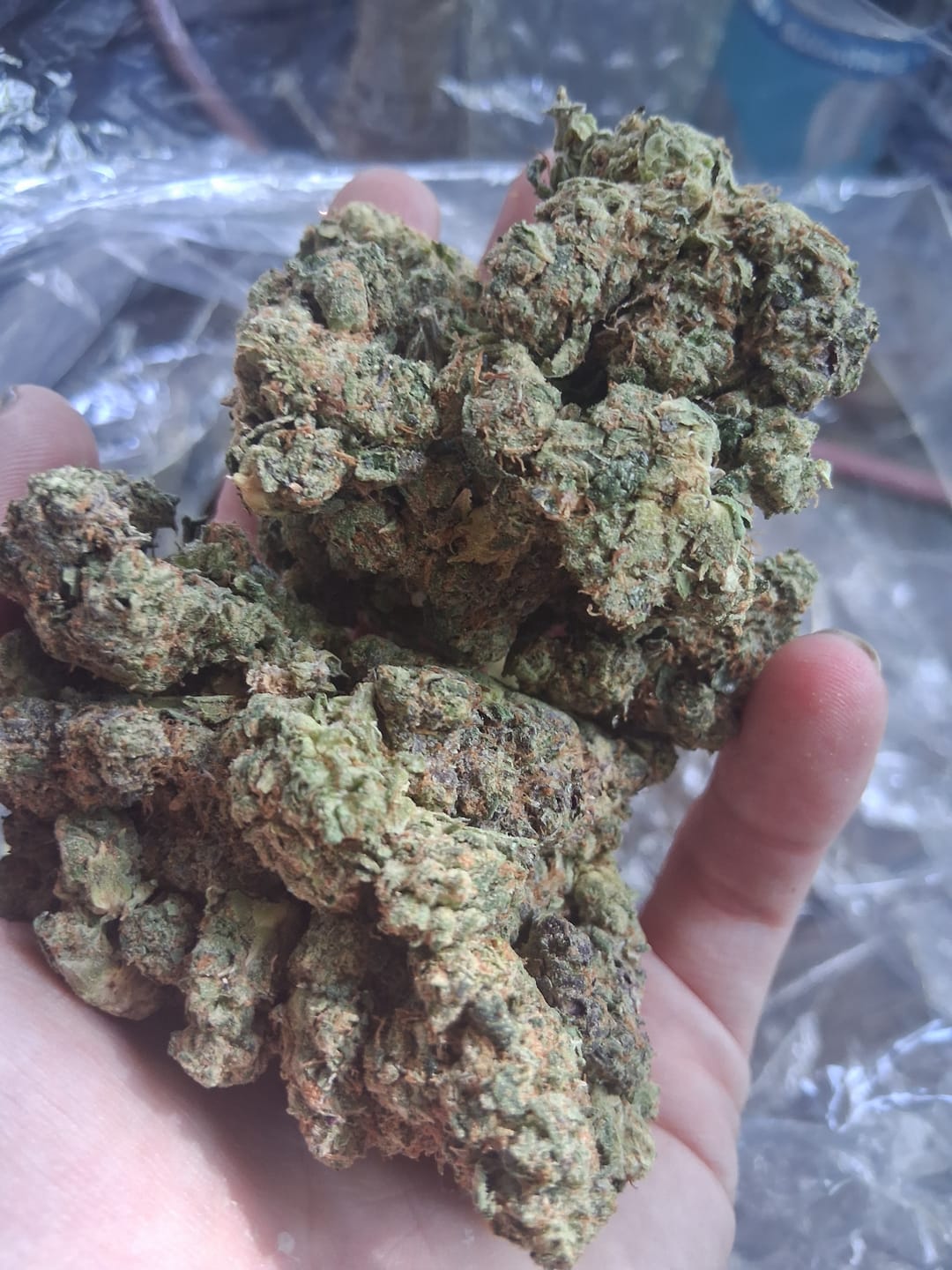 Customer photo review of Alien OG - Bulk - Indica