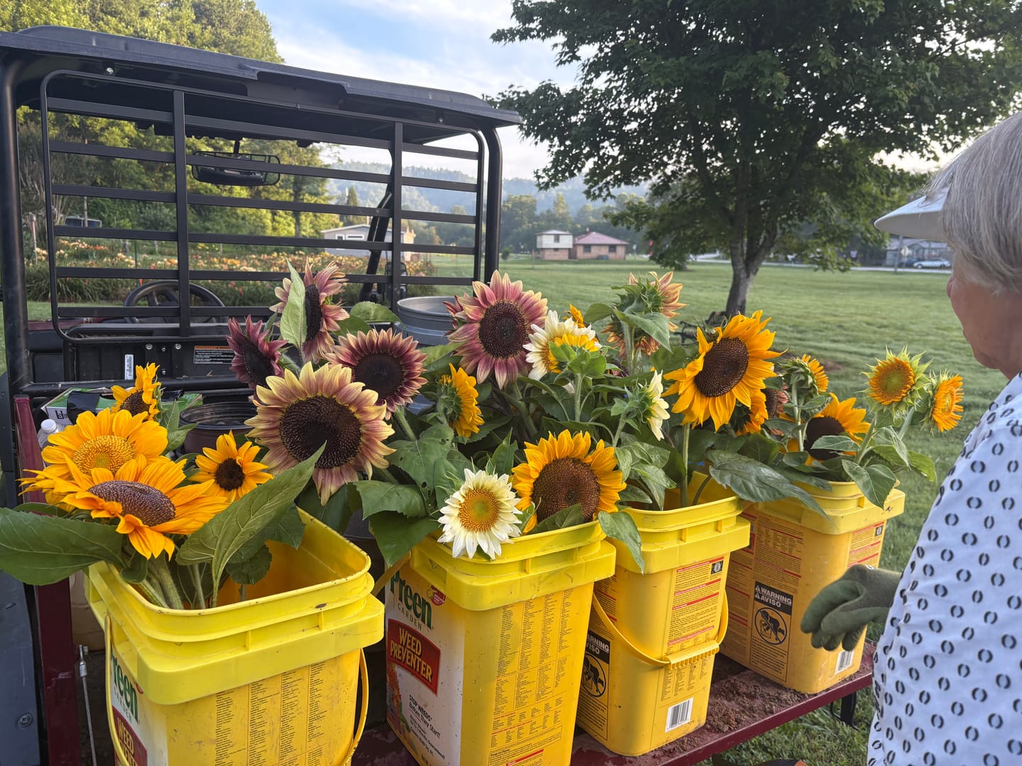 Customer photo review of Seed Collection, Sunflower Succession