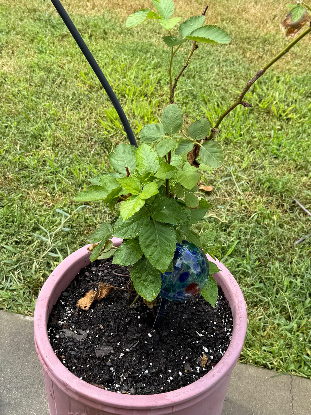 Customer photo review of Coral Honeysuckle 'Honey Coral'