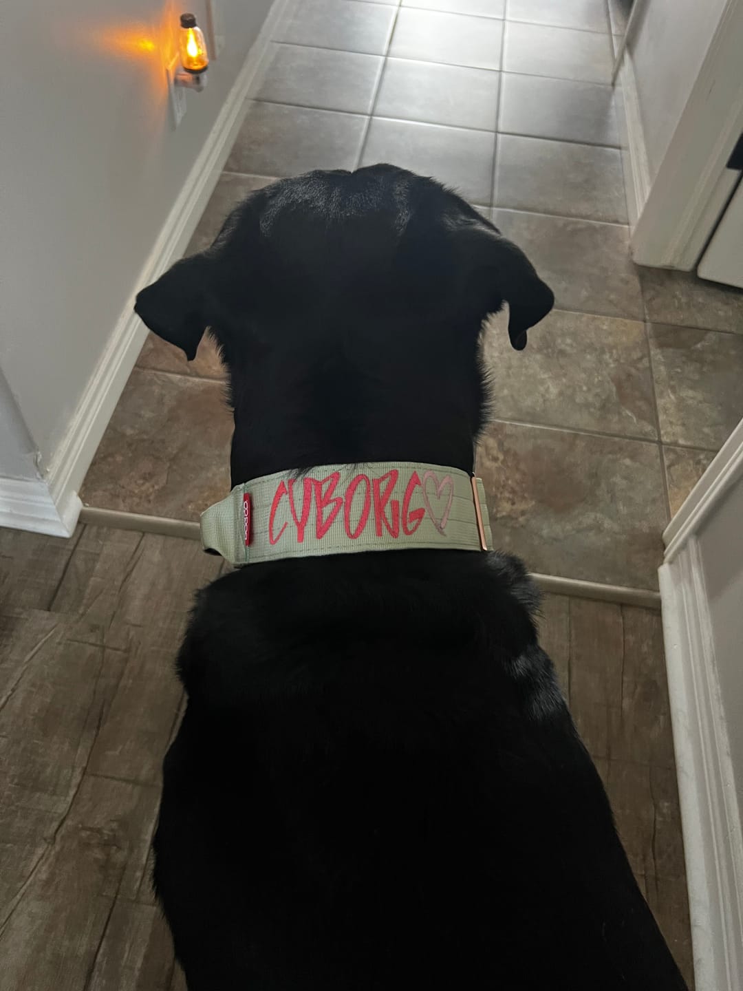 Customer photo review of 2" Tacti Luxe Dog Collar - Rose Gold - Honeydew