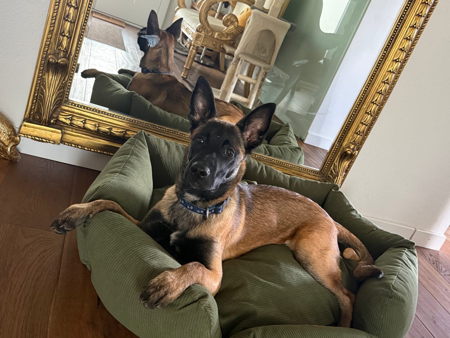 Customer photo review of Ronny Cord Double Face - Luxury Dog Bed