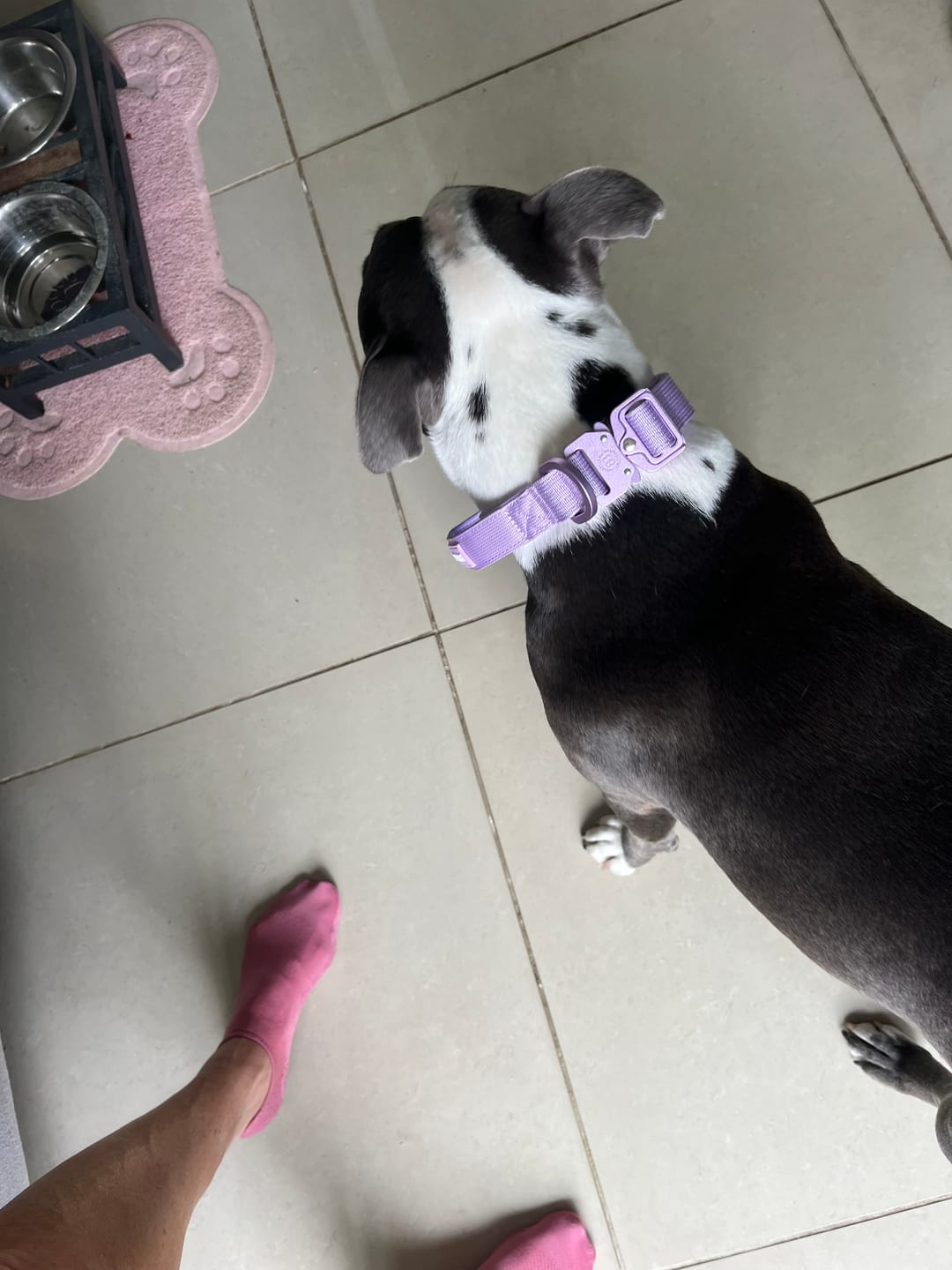 Customer photo review of 2.5cm Lighter Combat® Collar | With Handle & Secure Clip - Lavender X Ube