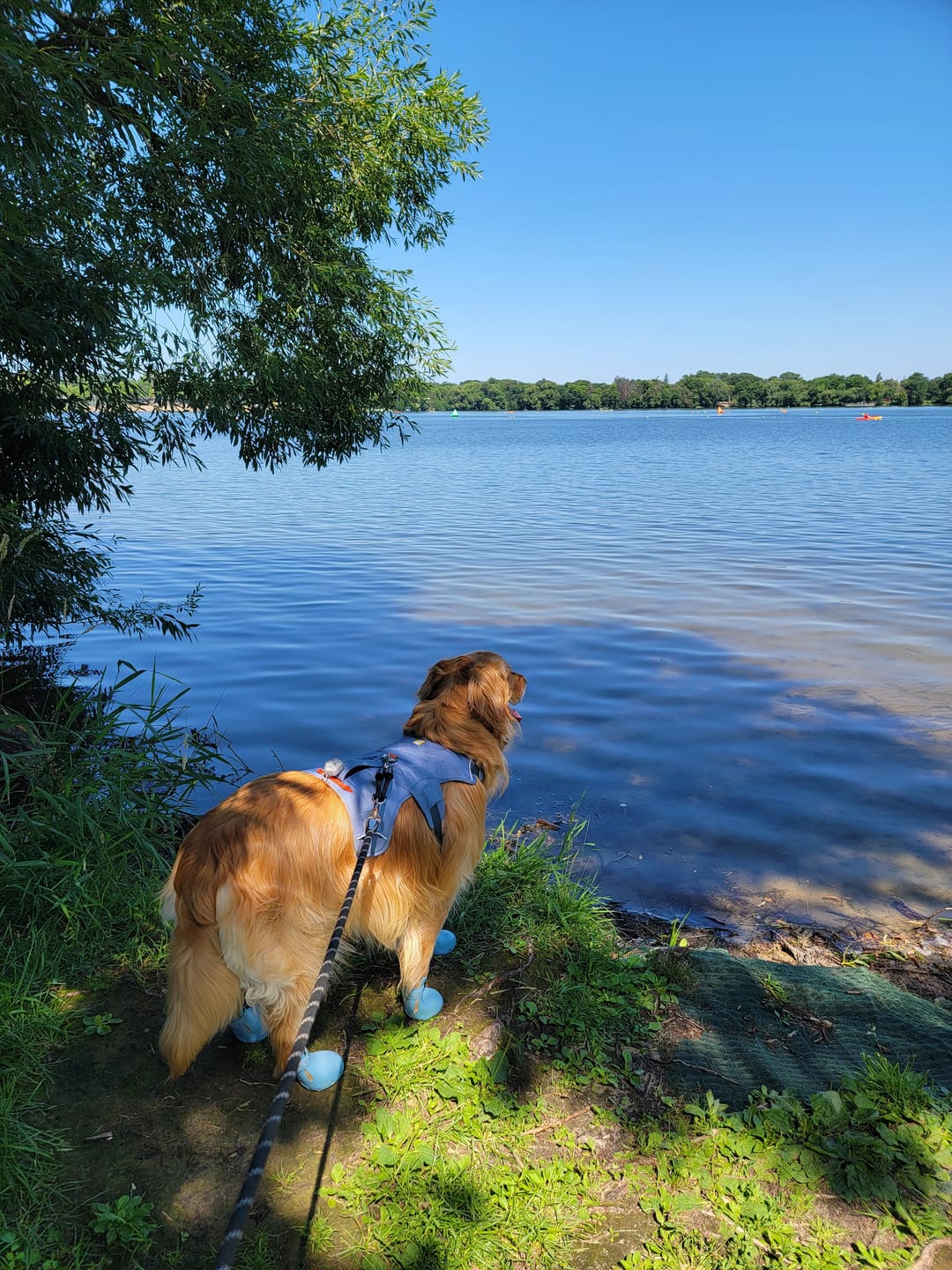 Customer photo review of WagWellies® Sport