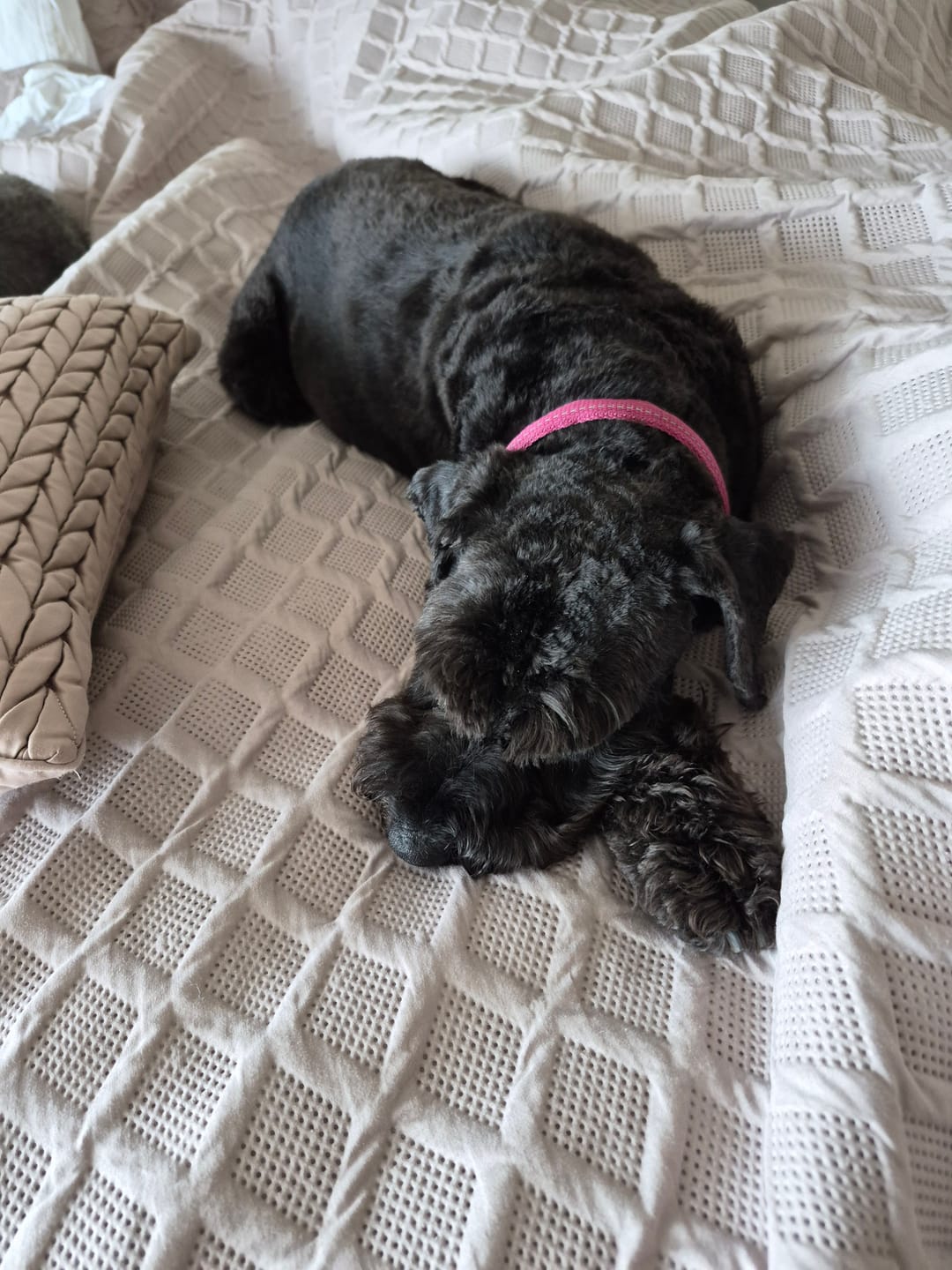 Customer photo review of Dog Shampoo