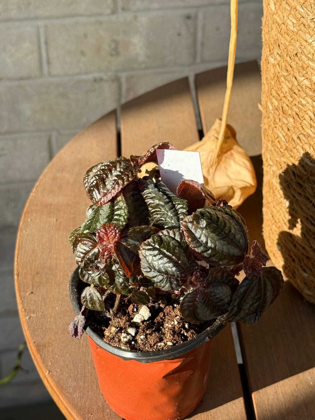 Customer photo review of Mystery Plant