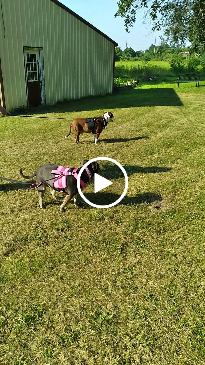Customer video review of No Pull Bully Proof Harness