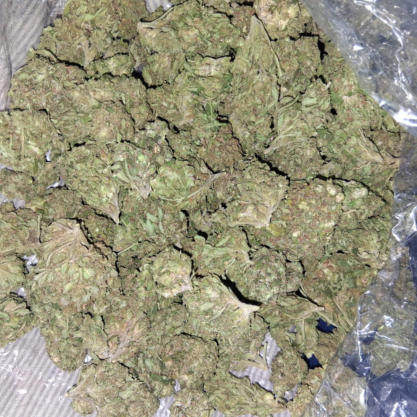 Customer photo review of Heavy OG - Bulk - Indica