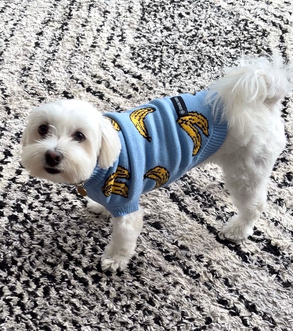 Customer photo review of Banana Knit Dog Sweater