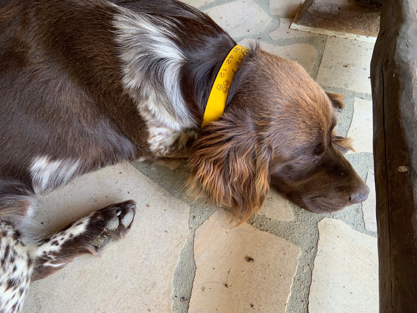 Customer photo review of Collier Chien Personnalisé gravé en Biothane®