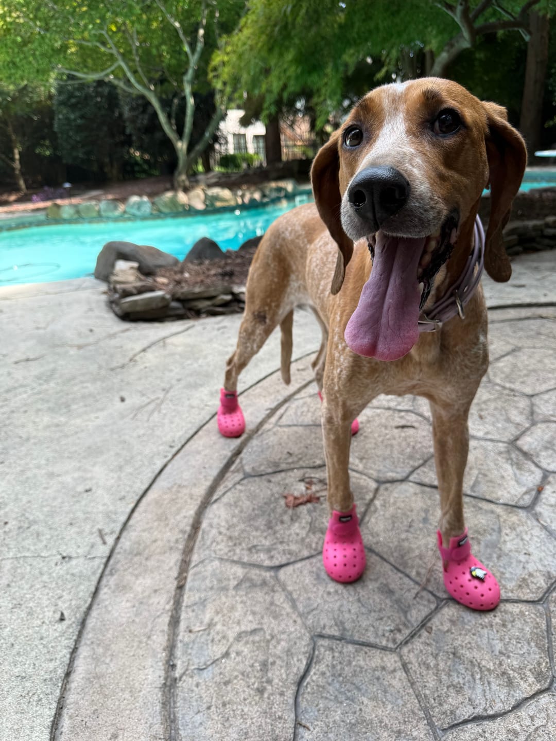 Customer photo review of WagWellie® Mojave Single