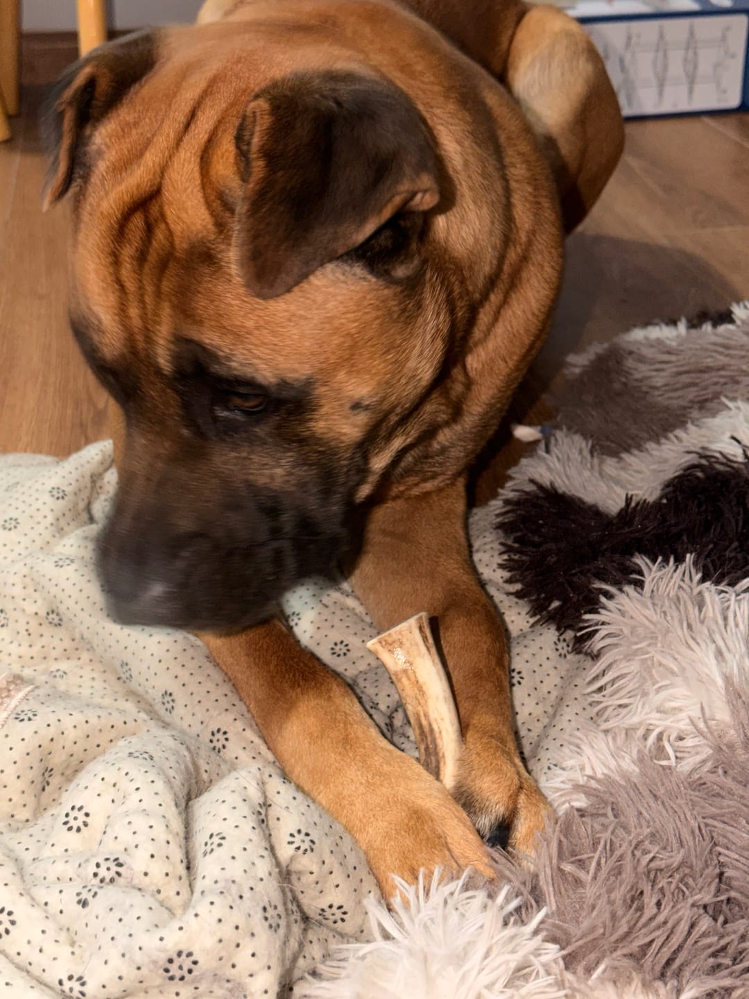 Customer photo review of Asta de ciervo para perros - Regular
