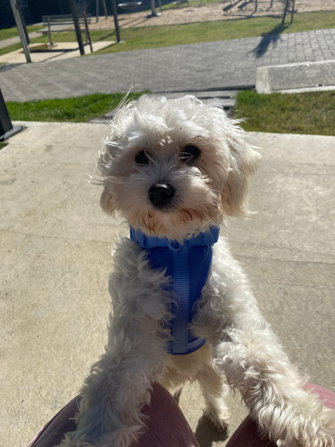 Customer photo review of Arnés Paws