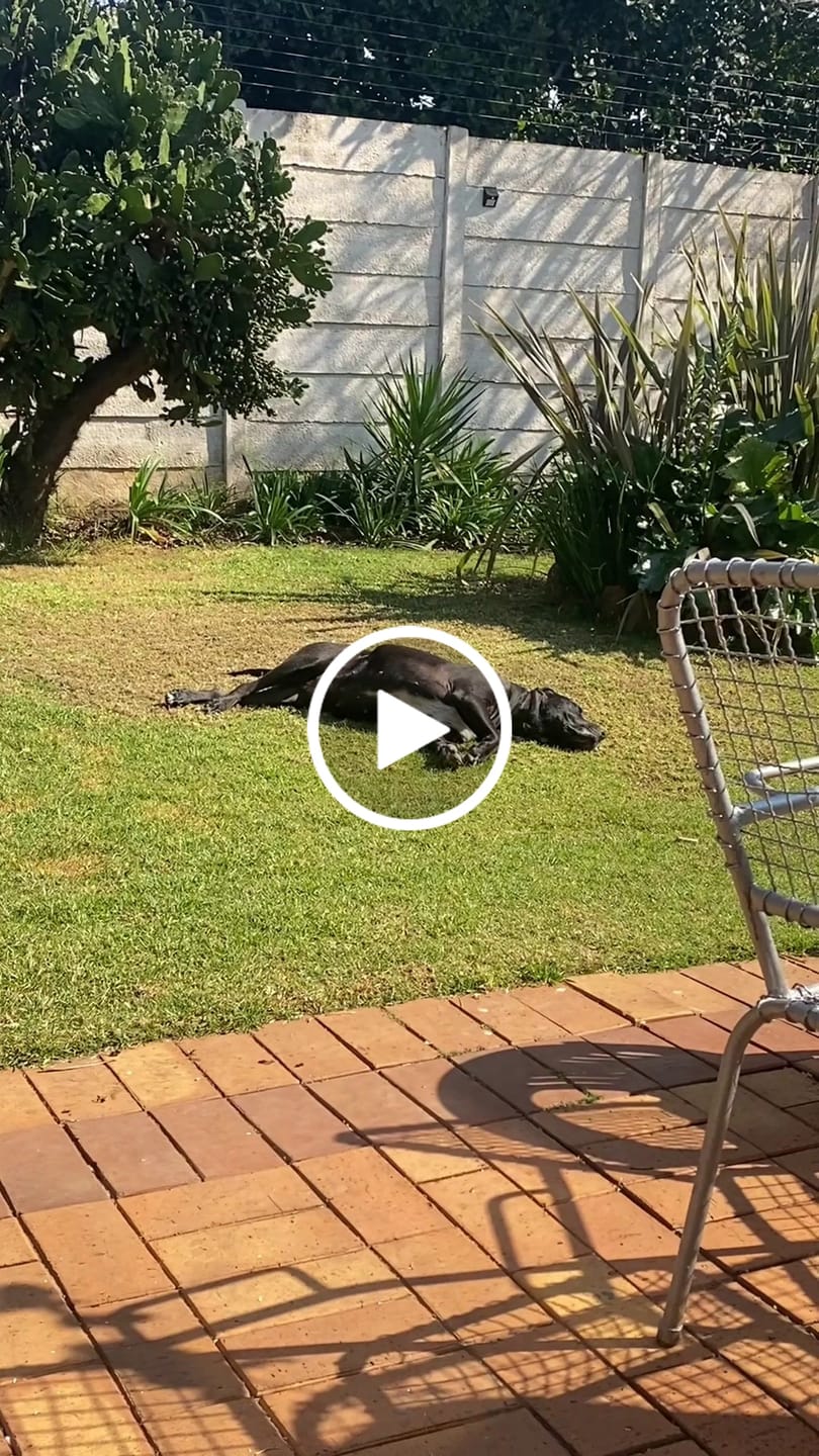 Customer video review of FlexCare (Joint & Movement Support For Dogs)