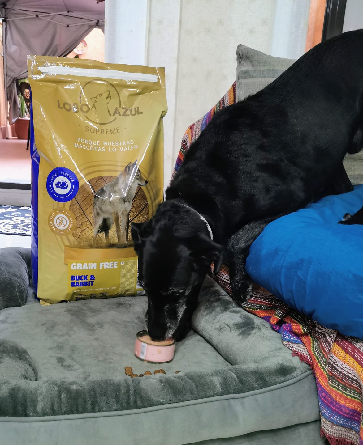 Customer photo review of Grain Free Adult Duck & Rabbit
