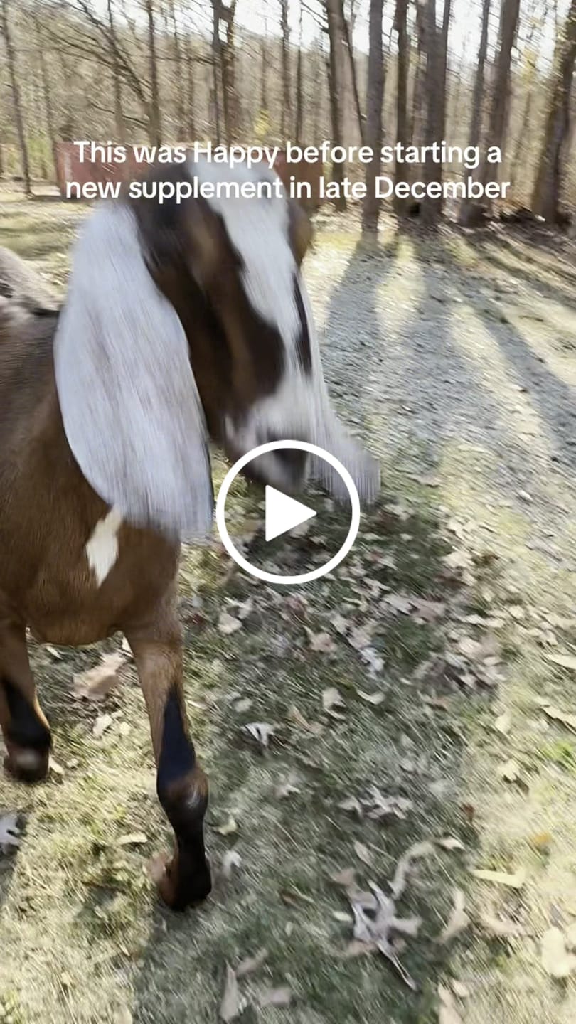 Customer video review of OptiWize Collagen +Plus Livestock Joint Supplement