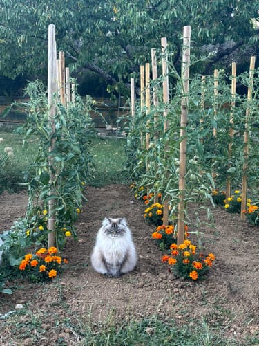 Le chat du client, un majestueux Maine Coon, est assis dans l'allée d'un potager.