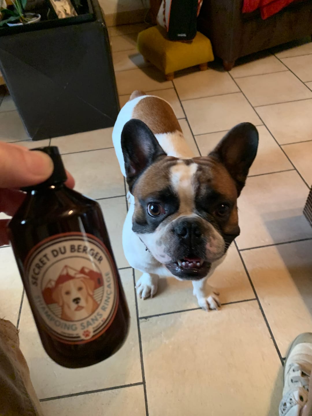 Customer photo review of Shampoing Sans Rinçage - Apaisant pour chien 🏔️