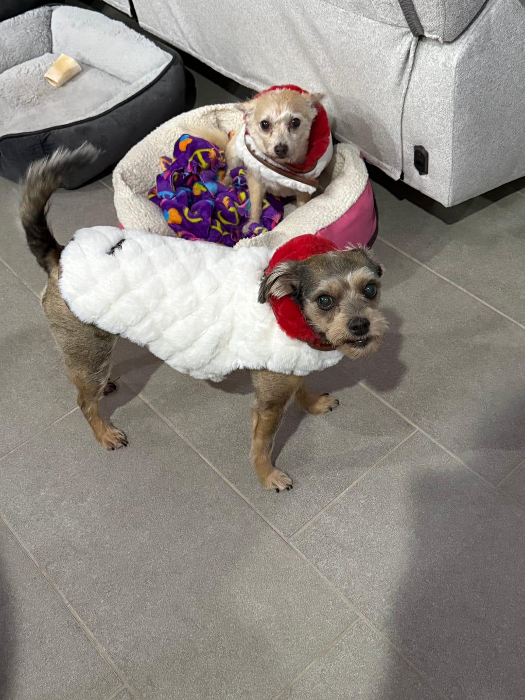 Customer photo review of Pet Vest - Red/Cream