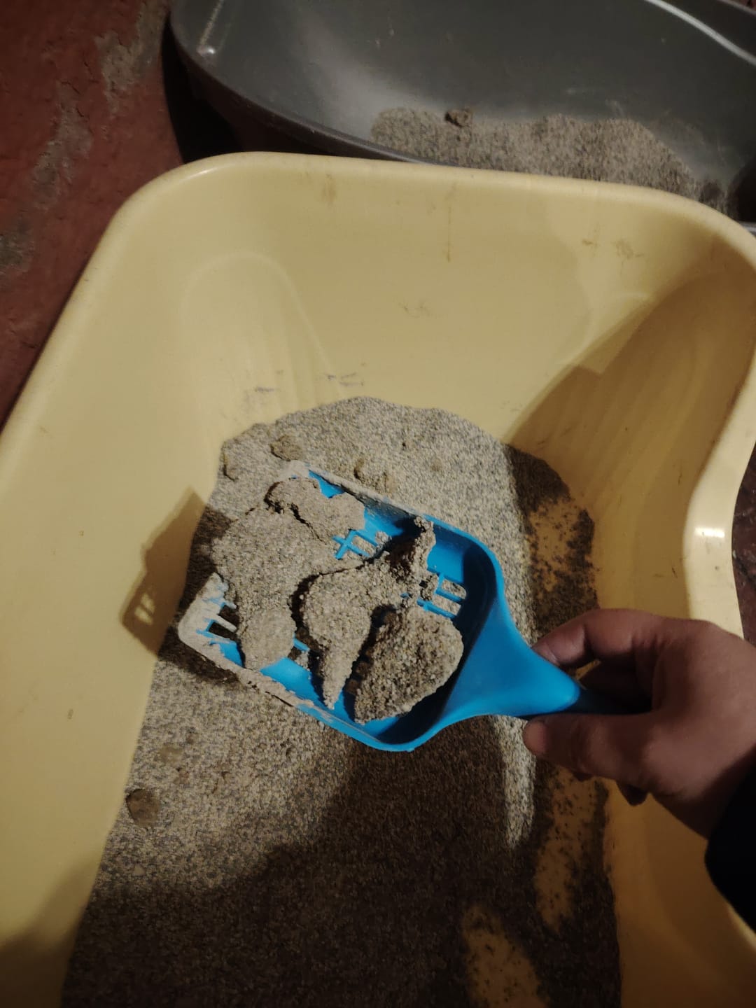 Customer photo review of Arena Minino 24kg - Carbón Activo