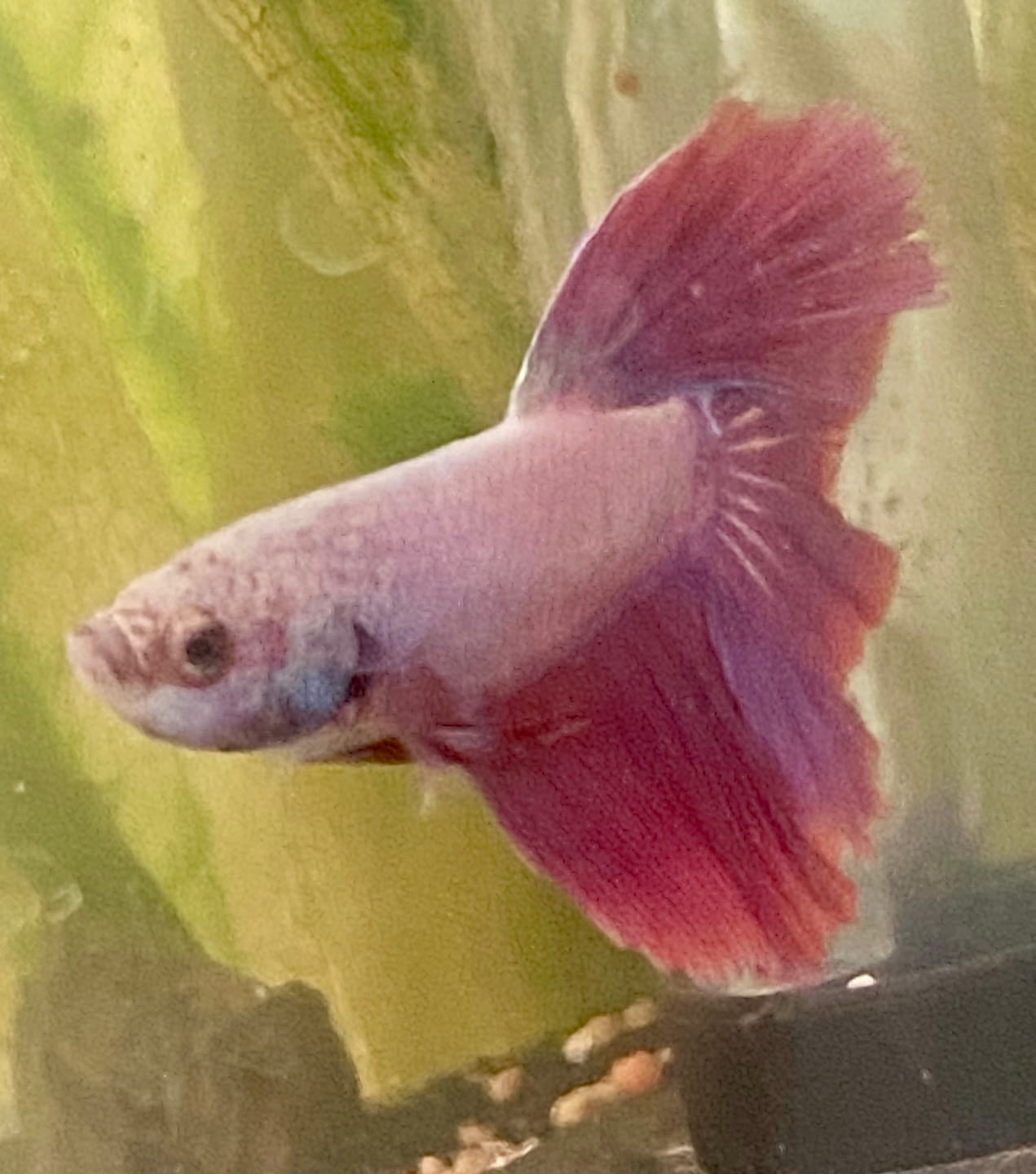 Customer photo review of Purple Halfmoon Male Betta Fish | Grower's Pick