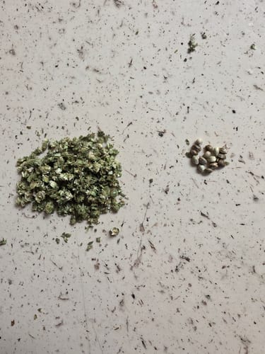Good Day - 14 Grams - Platinum Bubba - Indica photo review